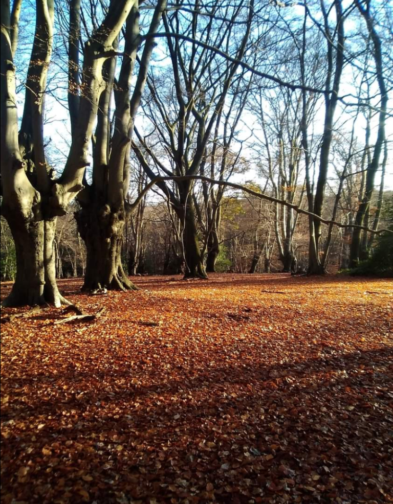 Epping To Woodford, Autumn In The Forest – Epping Forest Forum